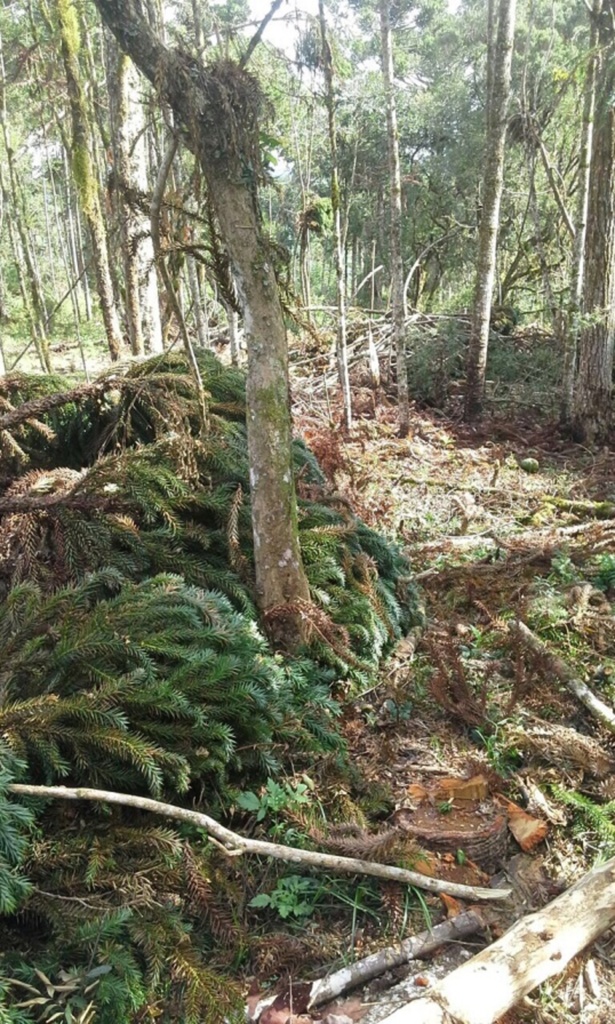 Polícia Ambiental apreende 23 toras de araucária em Correia Pinto