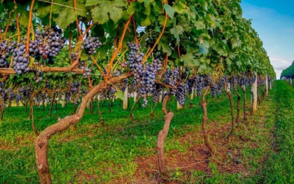 Serra Catarinense: Março tem Vindima, a celebração da uva e do vinho