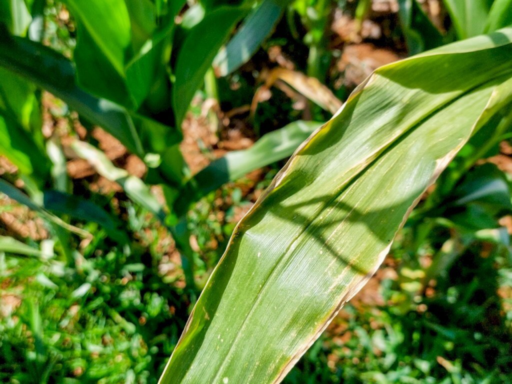 Prefeitura de Campo Belo realiza reunião de emergência para debater sobre a estiagem