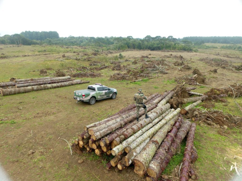 Polícia Ambiental interrompe retirada de Araucárias em Curitibanos