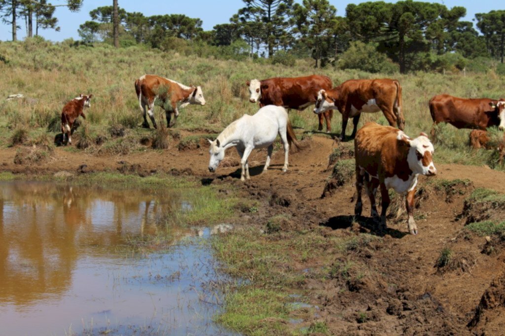 Divulgação - Açudes estão secando e uma das dificuldades é dar água para os animais