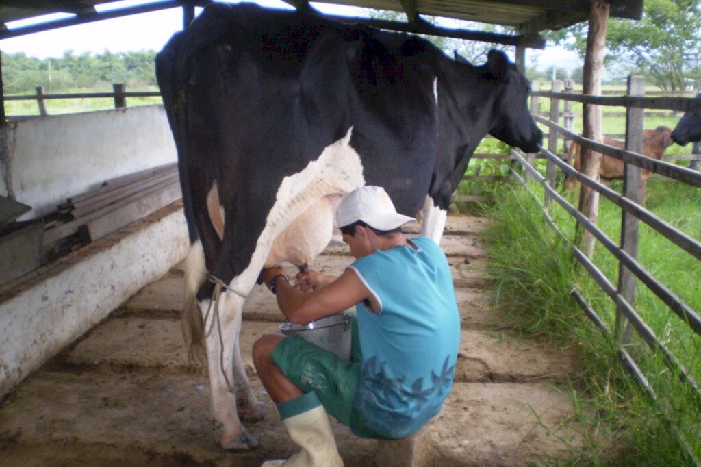 Altos valores pagos pelos consumidores não chegam na mesma proporção para quem está na ponta da produção de leite