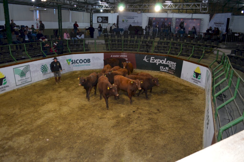 Painel realiza uma das maiores Feiras do Terneiro e da Terneira