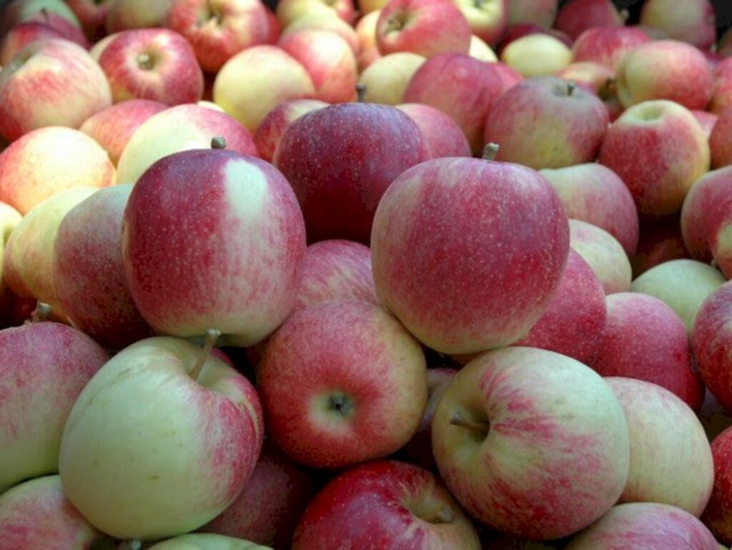 Cadeia produtiva da maçã pode a ser mais afetada em SC, avalia Epagri/Cepa