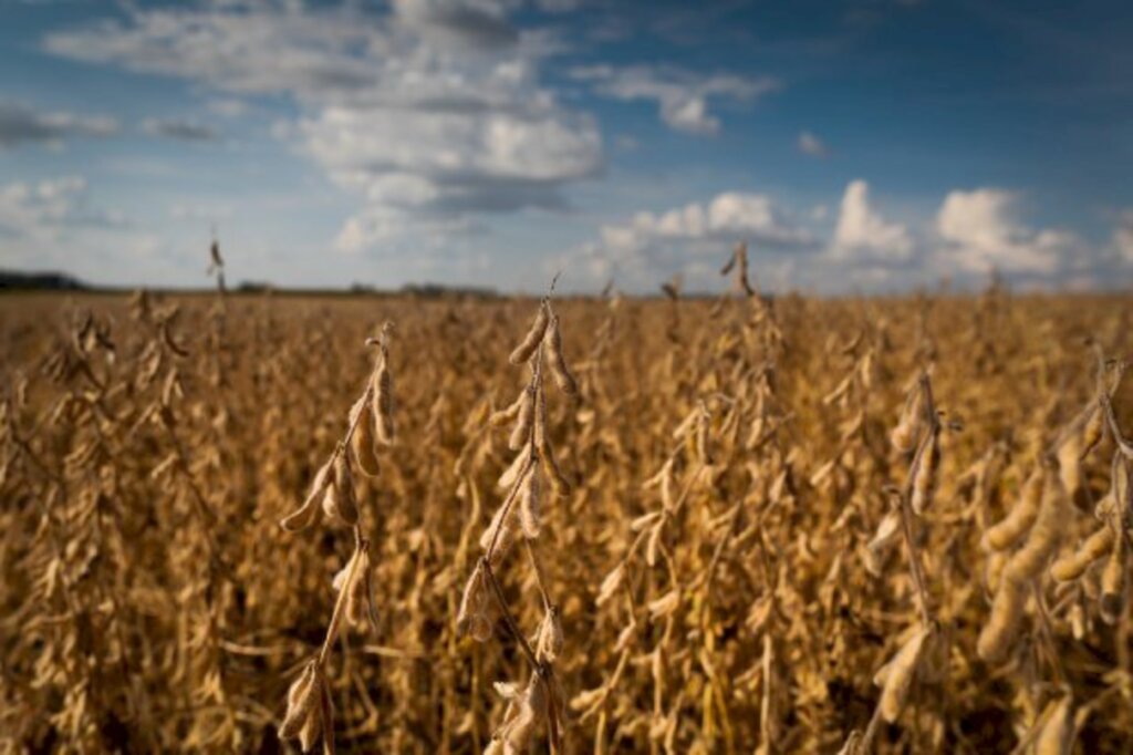 Estiagem deve causar quebra de 43% no milho e 30% na soja