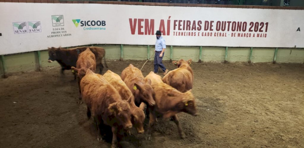 Feira de Gado Geral marca o último leilão do ano no Conta Dinheiro