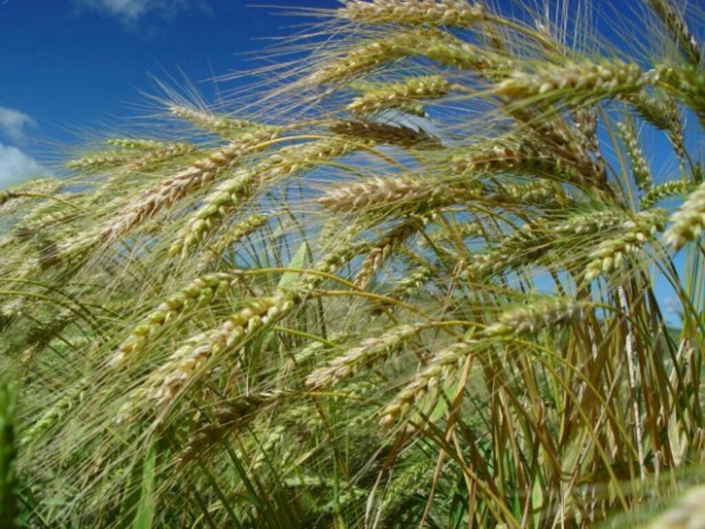 Aires Mariga / Epagri - Estima-se a colheita de 7,6 mil toneladas de trigo em 2,8 mil hectares plantados nos municípios que fazem parte dos Campos de Lages