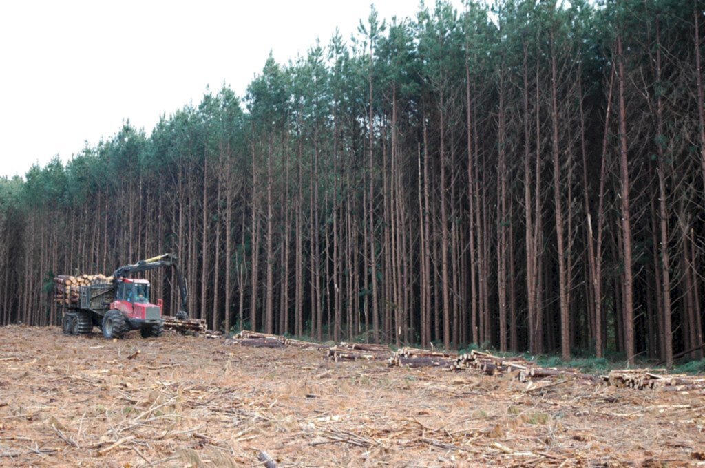 Ações de incentivo ao plantio de florestas devem ser definidas no dia 17