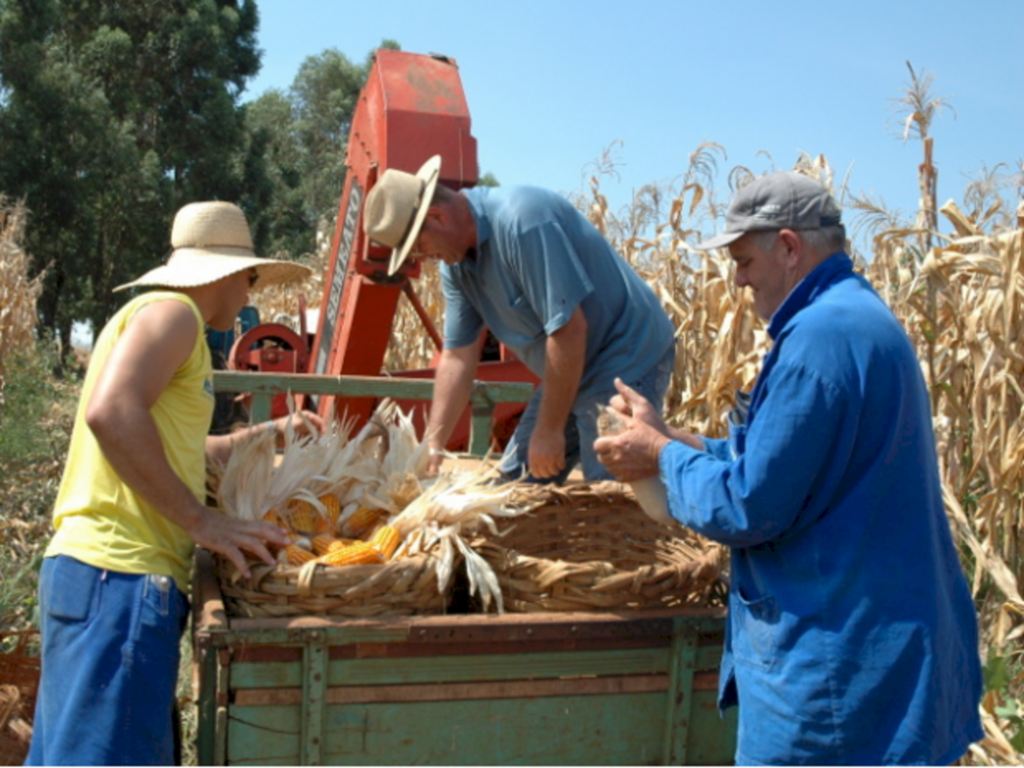 Embrapa / Paulo Ferreira / Divulgação - Pesquisa aponta que se as lavouras catarinenses de milho atingirem 75% do potencial de produtividade, será possível aumentar a produção anual em 2,5 milhões de toneladas