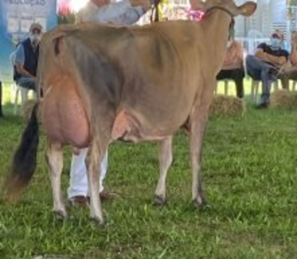 Vaca criada em Lages é a grande campeã na Expointer