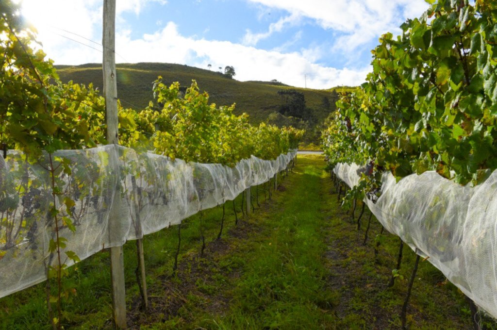 Vinhos de Altitude conquistam Indicação Geográfica