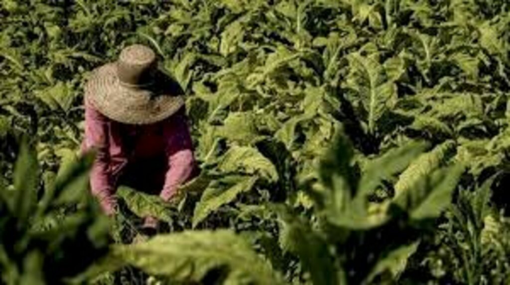  - Na Serra Catarinense, dois pequenos produres de fumo serão indenizados