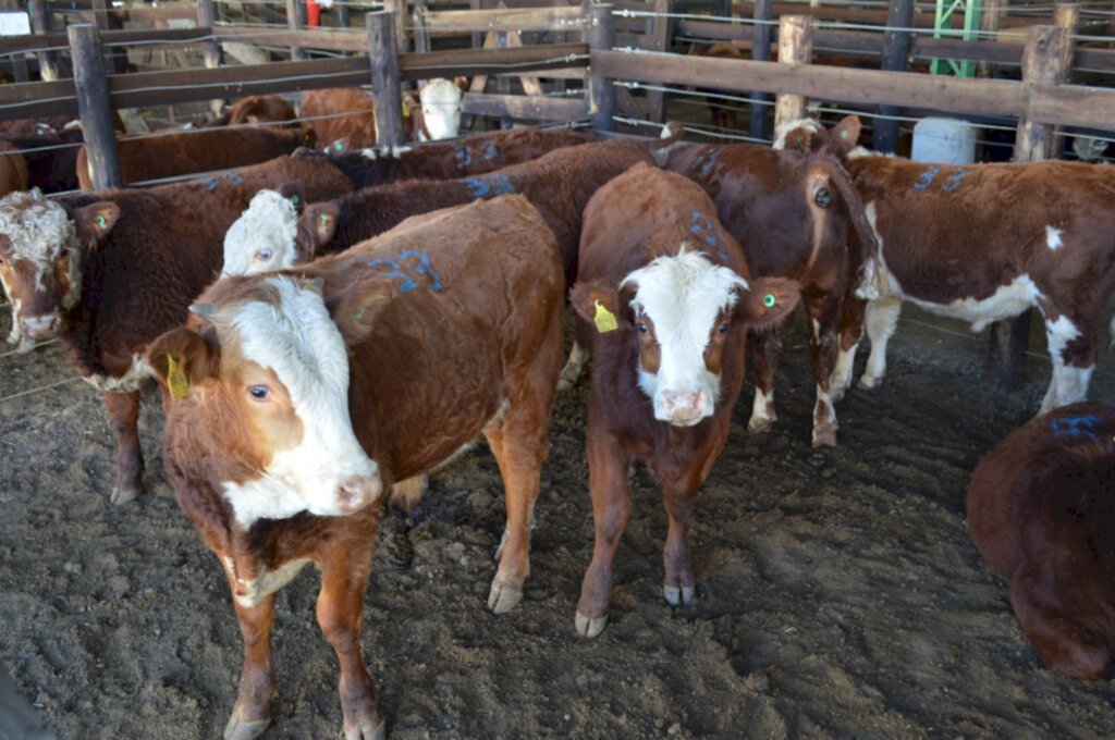 Grande volume de animais em Feiras do Terneiro e da Terneira em Lages