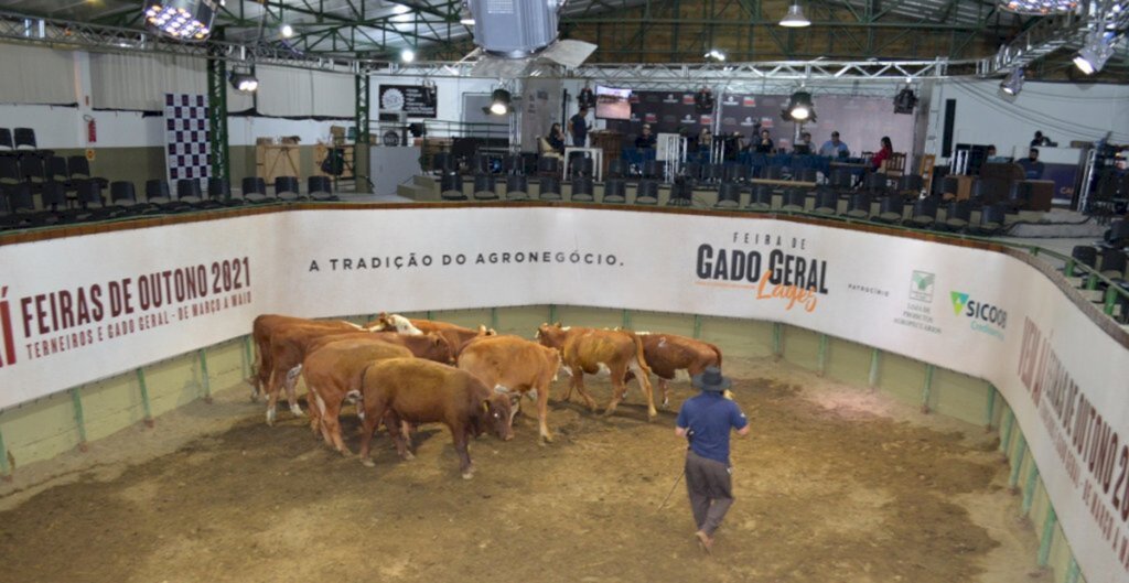 Último leilão de gado do ano rende mais de R$ 1 milhão e 670 mil