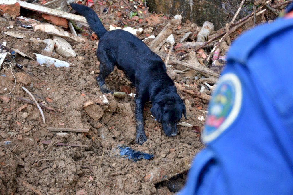 Militares e cães de busca do CBMSC irão atuar em apoio a Pernambuco