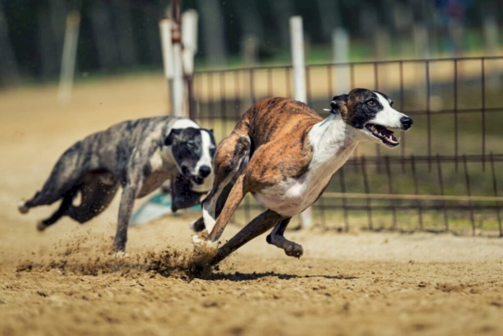 Corridas de cães estão proibidas em Santa Catarina