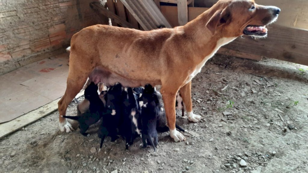 Moradoras do Guarujá cuidam da cachorrinha Mel e buscam lar para filhotes