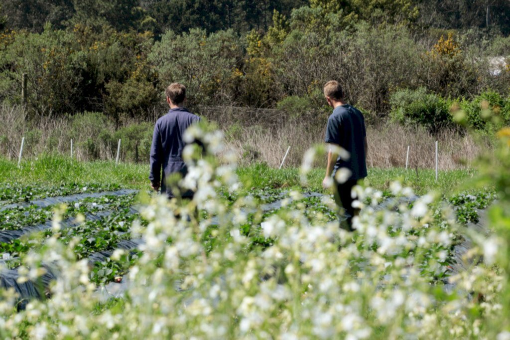 Udesc Lages oferece vagas para mestrado e doutorado em Produção Vegetal