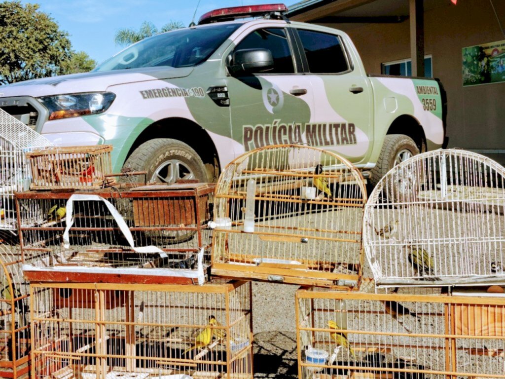 Polícia Ambiental flagra pássaros nativos silvestres em cativeiro em Lages