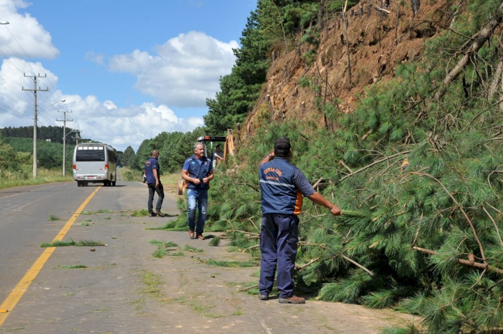 Defesa Civil prossegue com corte de árvores na Avenida Santa Catarina