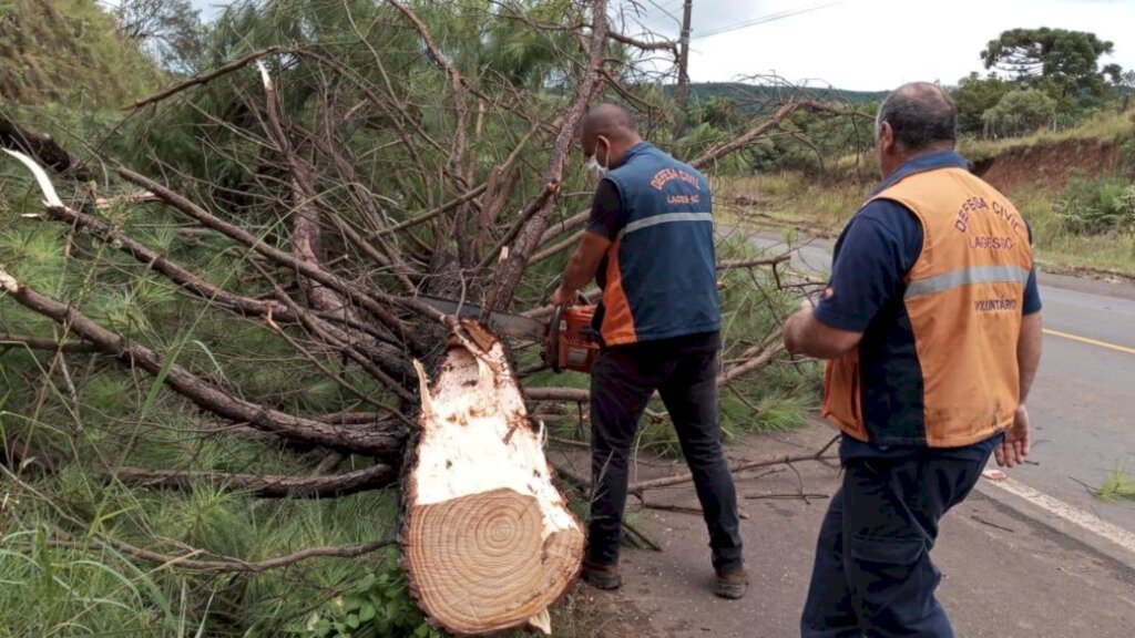 Defesa Civil retira árvores de pinus inclinadas à margem da avenida Santa Catarina