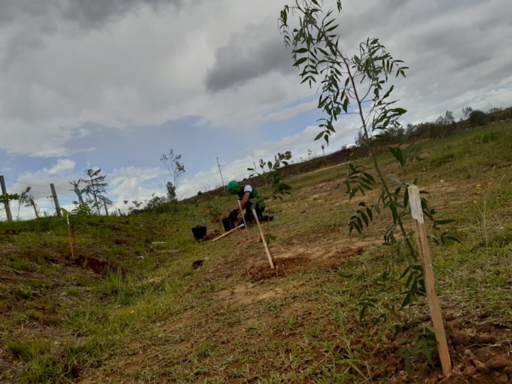 Parque Natural é agraciado com novos 16 mil exemplares típicos da Serra Catarinense