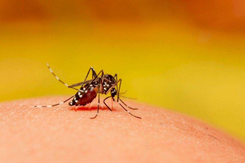 Dengue em SC: Boletim revela que 45 municípios possuem alto risco de transmissão