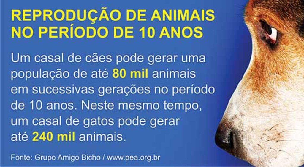 Castração: qualidade de vida para cães e gatos