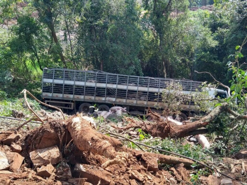 Caminhão carregado de porcos cai em ribanceira na BR-282