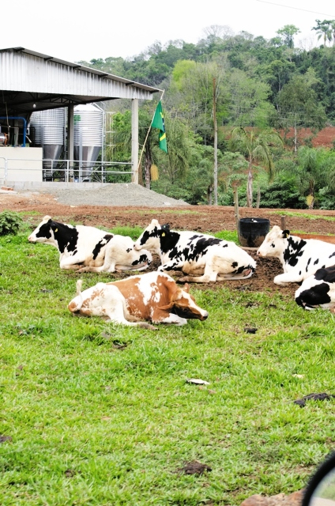 Produção de leite na ponta da caneta