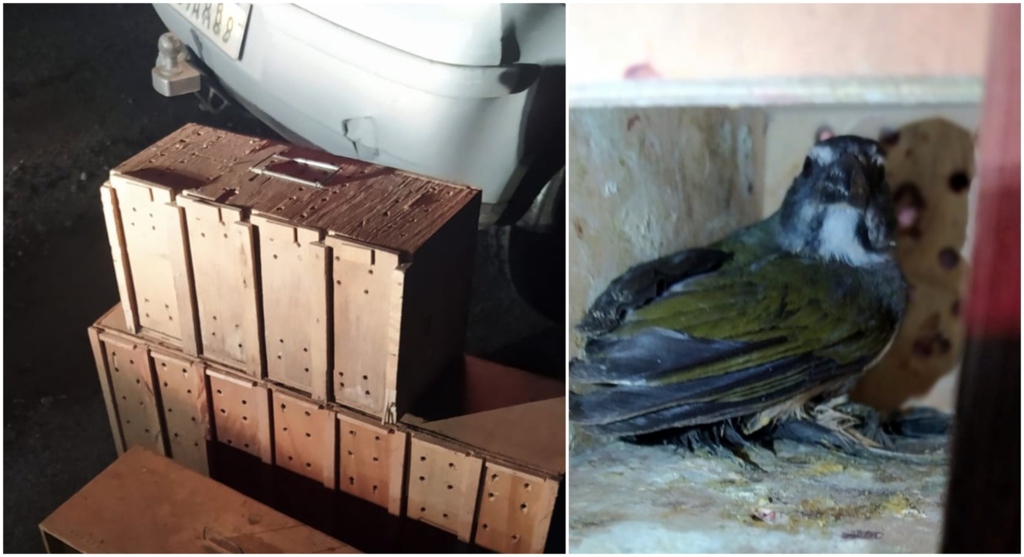 PRF resgata 40 pássaros silvestres transportados em porta-malas de carro