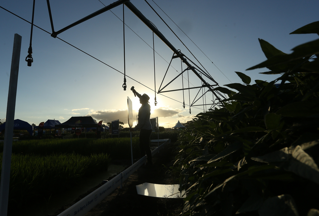 Intensificação produtiva no Pampa é tema da Abertura da Colheita do Arroz