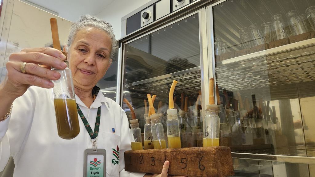 Unidade de Lages estuda o uso do bagaço da maçã na pecuária de corte