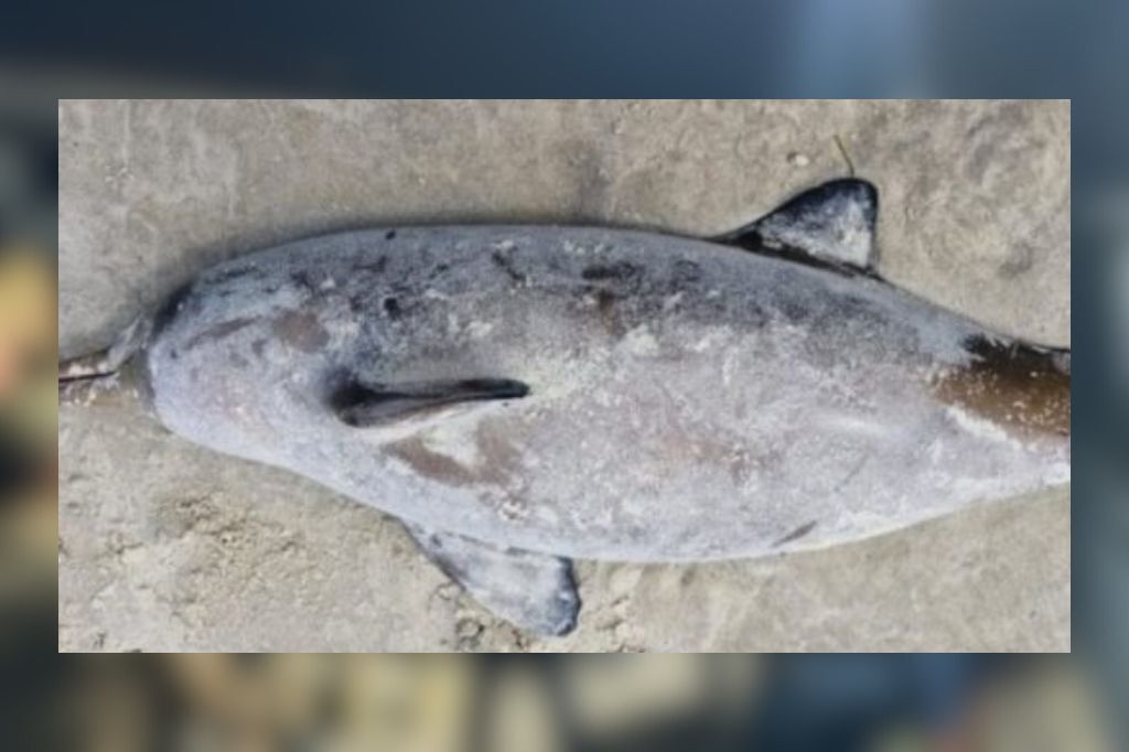 Mortes de toninhas em Imbituba levantam suspeita de pesca ilegal