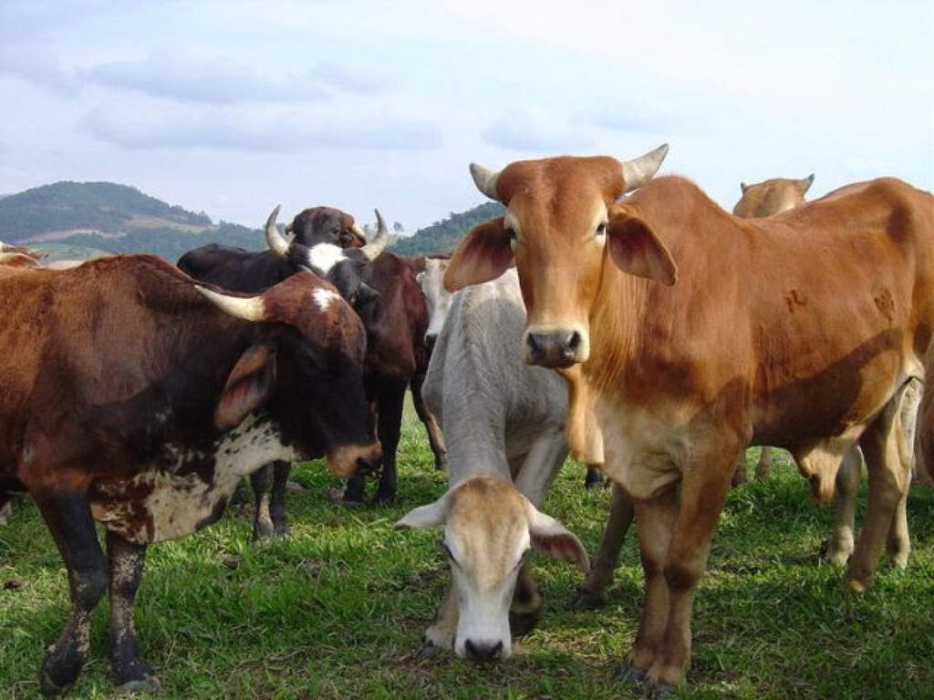 Pecuária é destaque no agronegócio catarinense em 2024