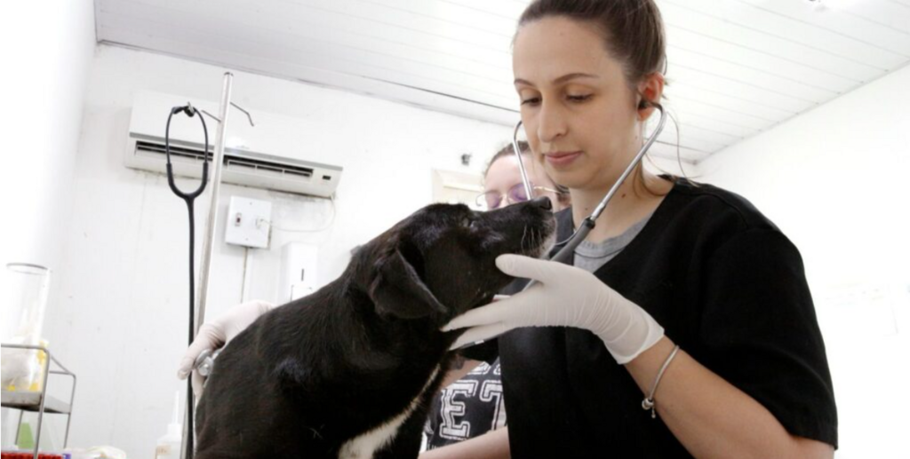 Nova lei obriga estabelecimentos veterinários a denunciar maus-tratos a animais em Joinville