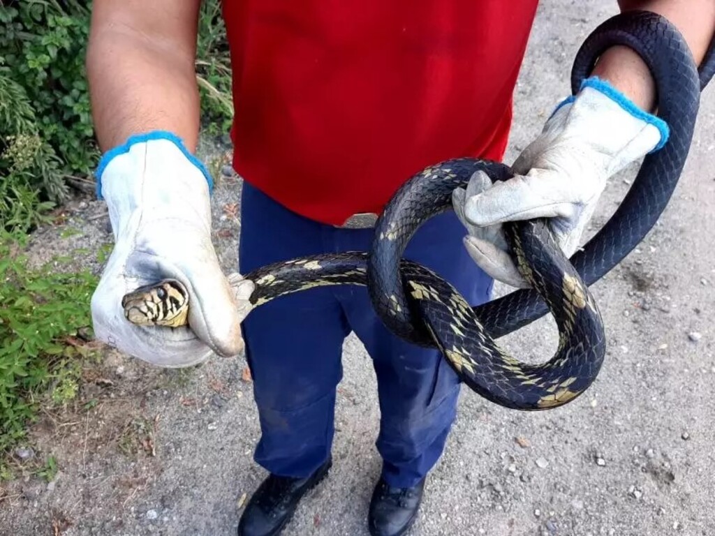 Mais calor, mais riscos: Bombeiros alertam para alta de acidentes com cobras e escorpiões