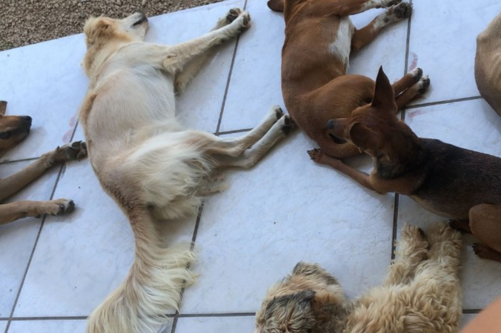 Imagem reprodução - ATUALIZAÇÃO: moradora de Caputera é mordida por cão e cuidadora se manifesta sobre o ocorrido