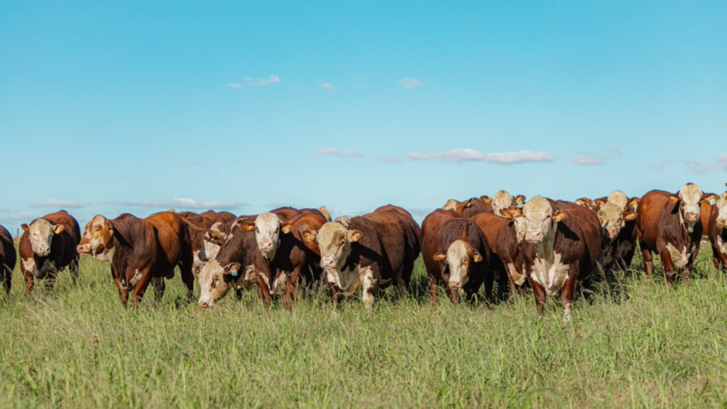 Ingressos para a Gira Técnica do Mundial Braford já estão à venda