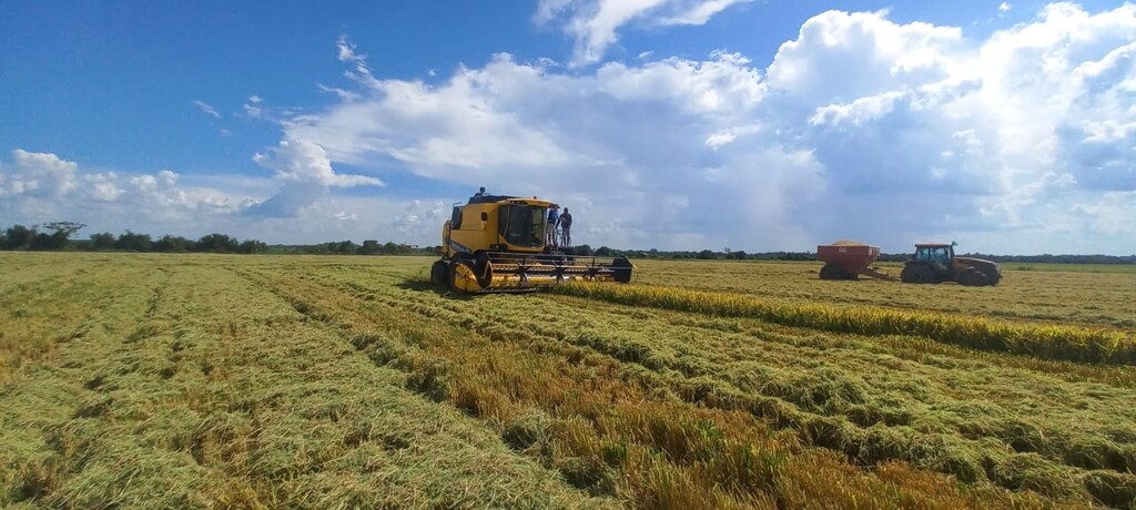 Colheita de arroz no Rio Grande do Sul alcança 14,69% da área semeada