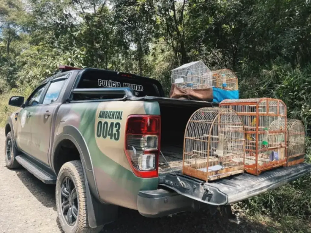 Polícia Militar Ambiental apreende aves silvestres no interior de Petrolândia