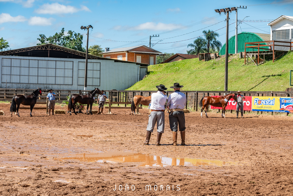 Cavalo Crioulo terá Passaporte em Candiota