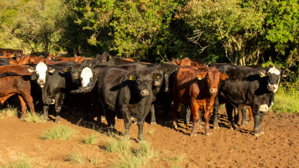 Seca deve causar prejuízo de R$ 23 milhões na pecuária de Uruguaiana