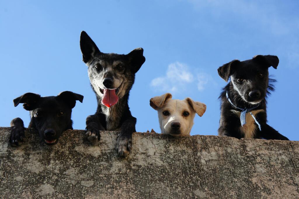 PL proíbe contratação de acusados de maus-tratos aos animais