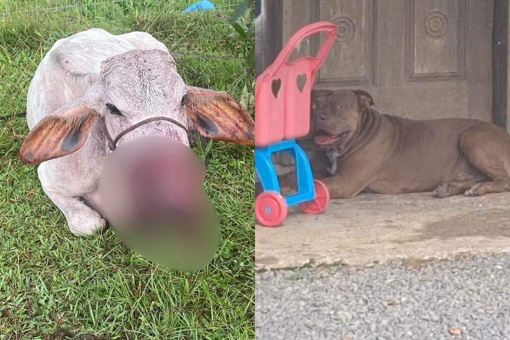 Foto: RSC - Pitbull abandonado dilacera rosto de boi em Garopaba e preocupa a população