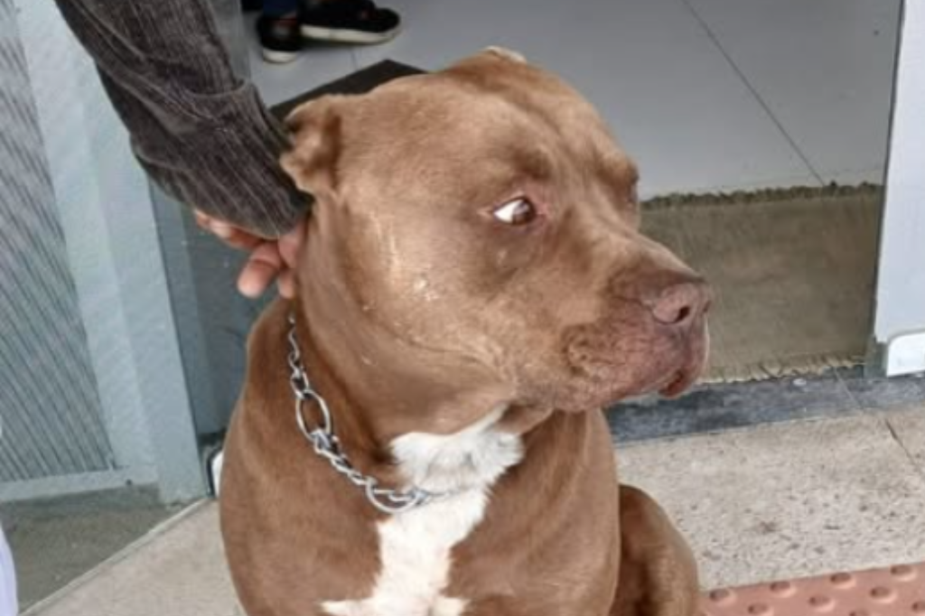 Caso do pitbull Hulk em Garopaba tem desfecho e cão será levado para novo lar