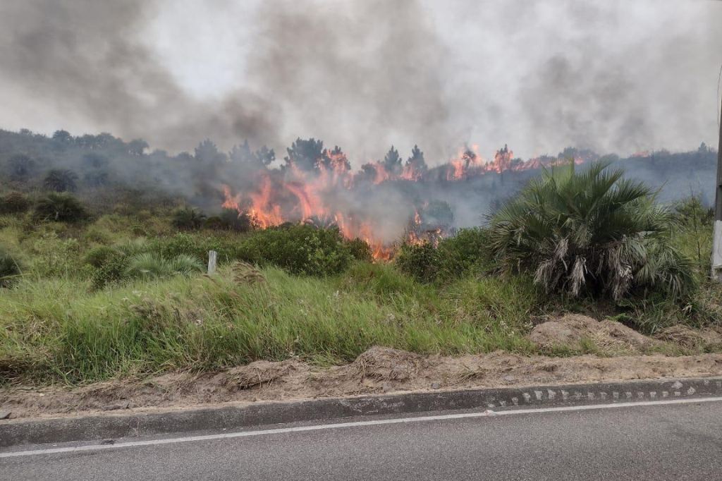 Imagem reprodução internet - Incêndio de grandes proporções atinge área de butiazeiros na Ribanceira