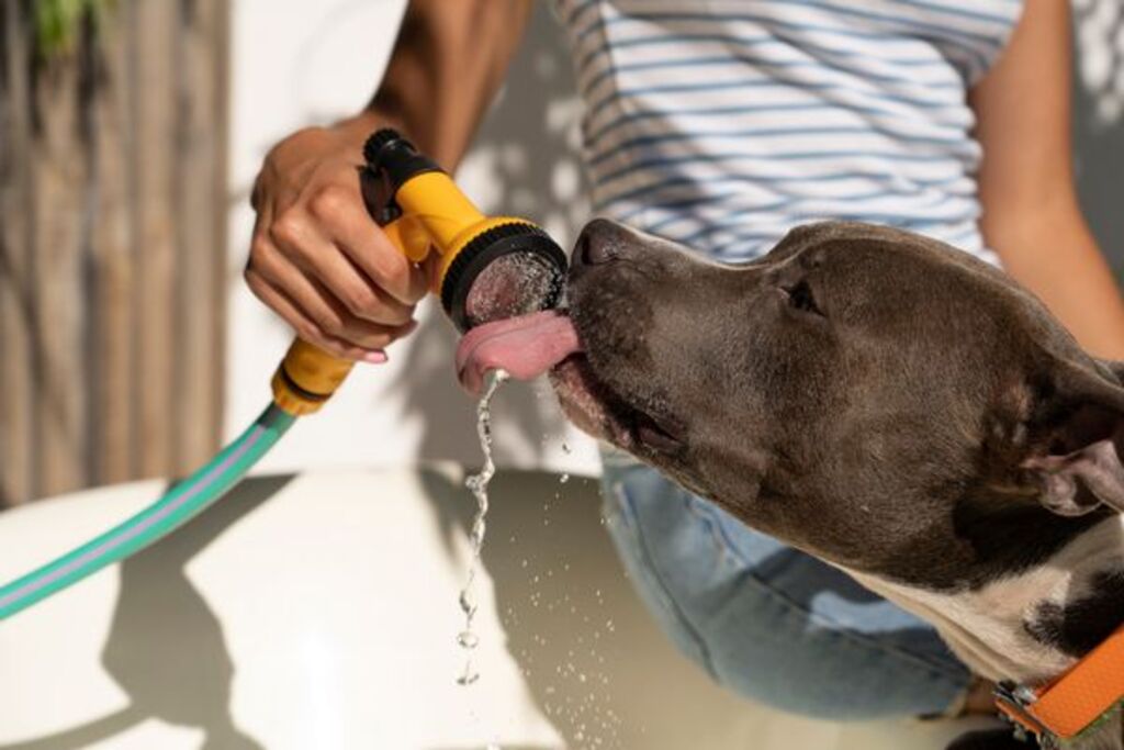 Março é amarelo para prevenção de doenças renais