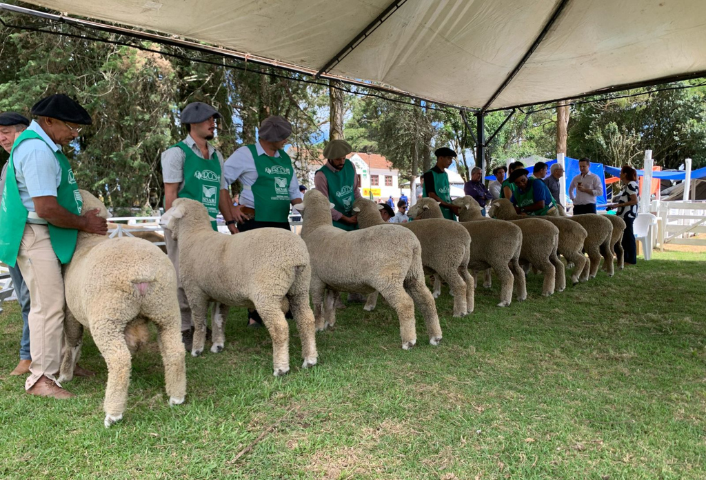 Feiras de verão impulsionam ovinocultura gaúcha com genética e recorde de vendas