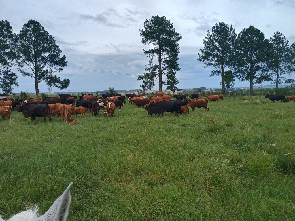 Pesquisa investiga uso de hormônio para melhorar fertilidade bovina